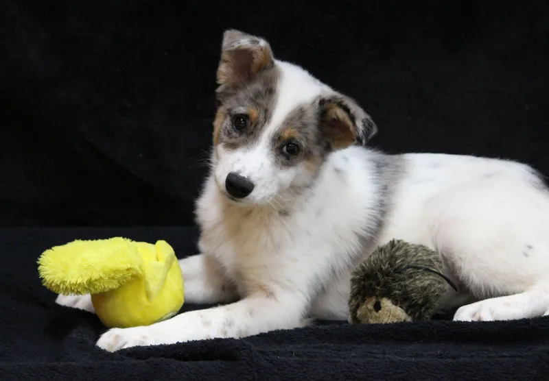 A baby medium-sized male Australian Cattle Dog / Blue Heeler dog named Wilder for adoption in Portage, WI