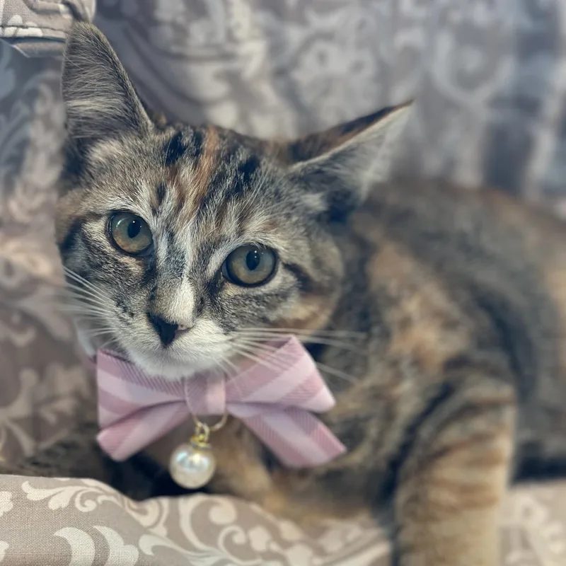 A baby small-sized female Calico Domestic Short Hair cat named Cindy Crawford for adoption in Matteson, IL