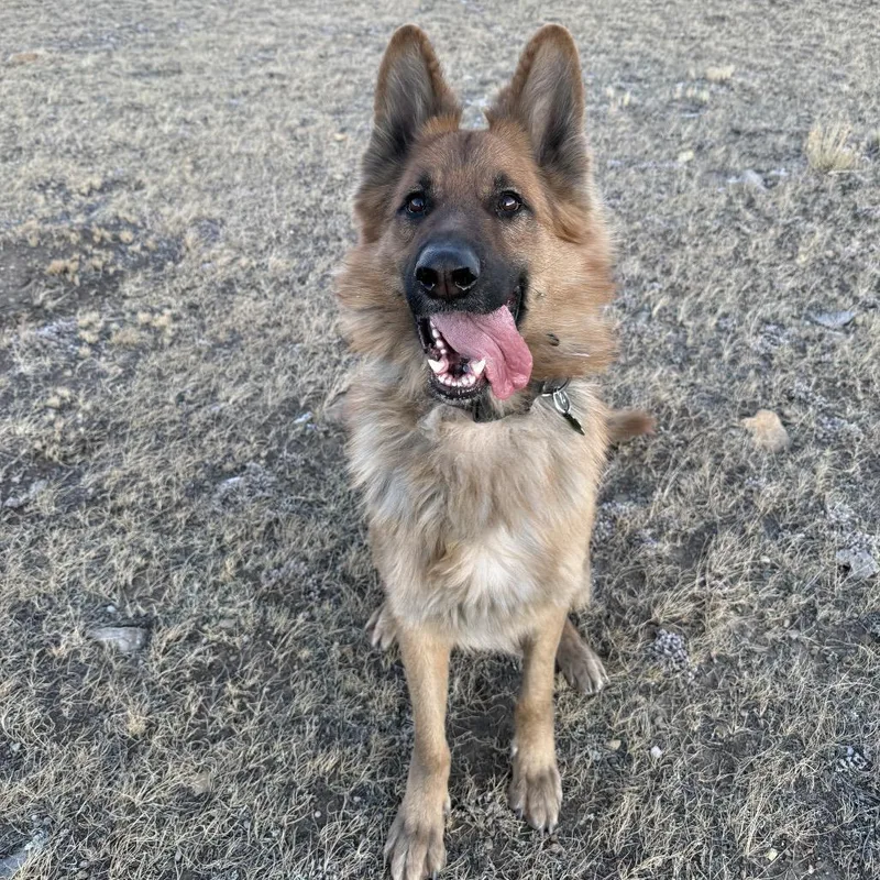 An adult small-sized male Yellow / Tan / Blond / Fawn German Shepherd Dog dog named Freddy for adoption in Lakewood, CO