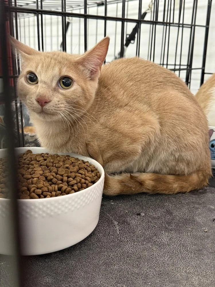 A baby small-sized female Domestic Short Hair cat named Sunny D for adoption in Taylor, PA