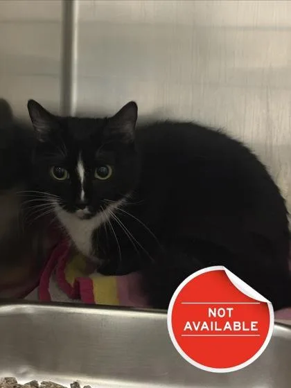 An adult medium-sized female Domestic Short Hair cat named Mae for adoption in Lowell, MA