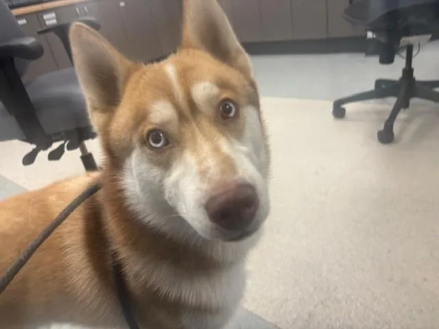 An adult medium-sized male Shiba Inu dog named Balto for adoption in Van Nuys, CA