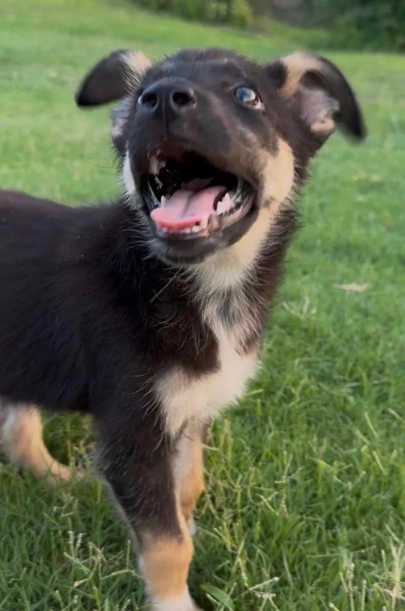 A baby large-sized female Black German Shepherd Dog dog named Erling haaland for adoption in Evergreen, CO