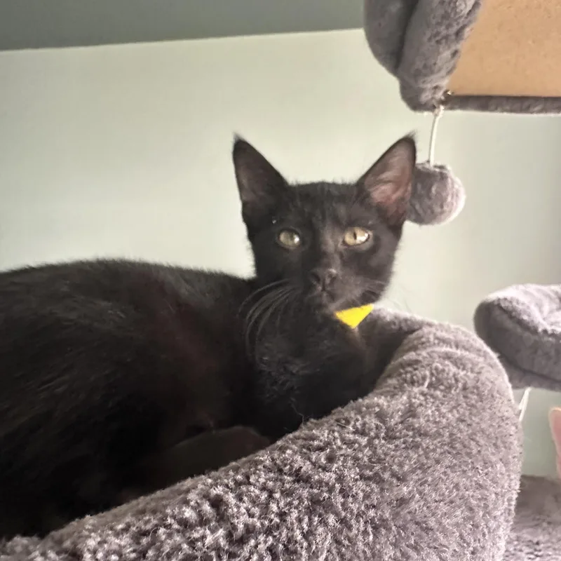 A young medium-sized male Black Domestic Short Hair cat named Frito for adoption in New Port Richey, FL