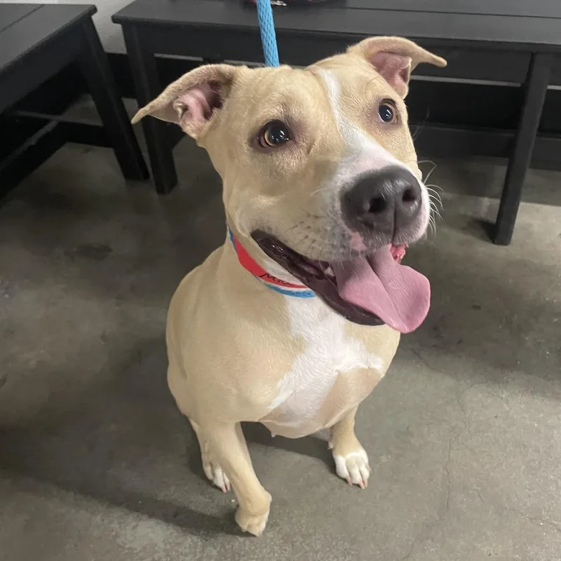 An adult large-sized female Yellow / Tan / Blond / Fawn Terrier dog named Mia for adoption in Clearwater, FL