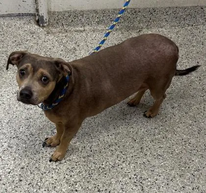 An adult medium-sized male Brown / Chocolate Mixed Breed dog named Bubba for adoption in Kansas City, MO