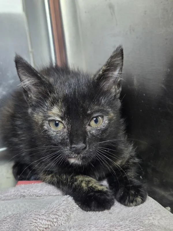 A baby small-sized female Domestic Short Hair cat named Paint By Numbers for adoption in Millersville, MD