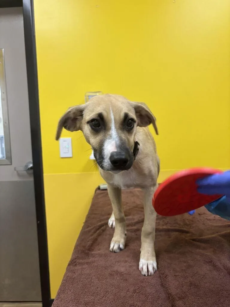 A baby small-sized female Mixed Breed dog named Moondust for adoption in Raleigh, NC
