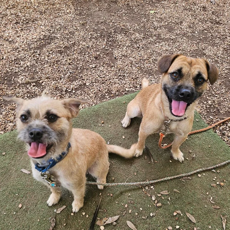 A young medium-sized female Yellow / Tan / Blond / Fawn Terrier dog named Trixie for adoption in Austin, TX