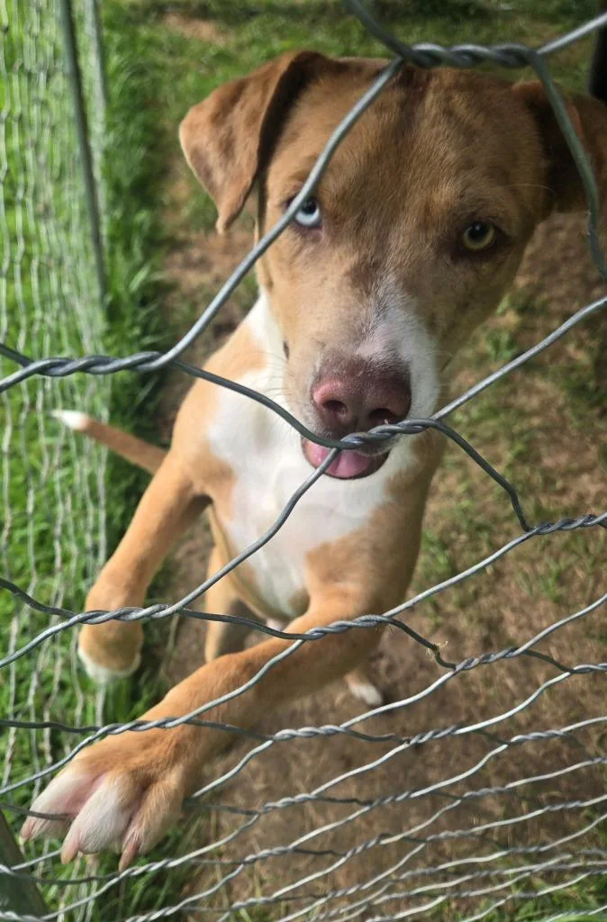 A young medium-sized male Pit Bull Terrier dog named Clinton for adoption in Greencastle, IN