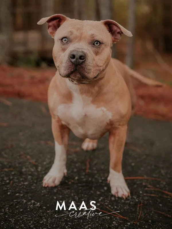 An adult medium-sized female American Staffordshire Terrier dog named Myra for adoption in Dallas, GA