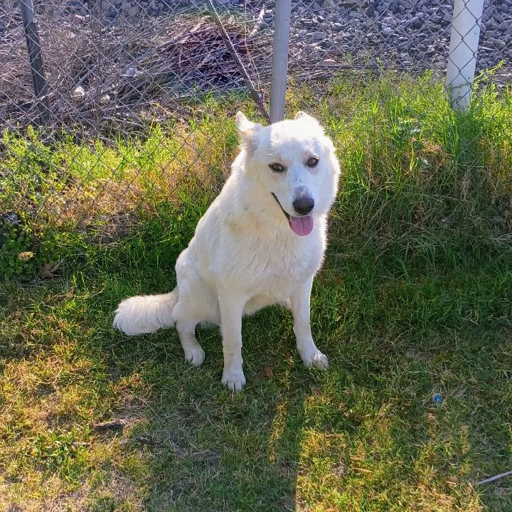 An adult medium-sized female White / Cream Husky dog named Lumi D for adoption in Corsicana, TX