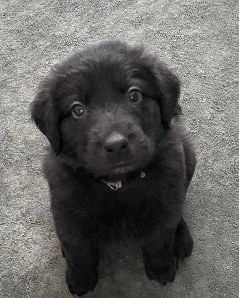 A baby small-sized male Labrador Retriever dog named Samoa for adoption in Discovery Bay, CA