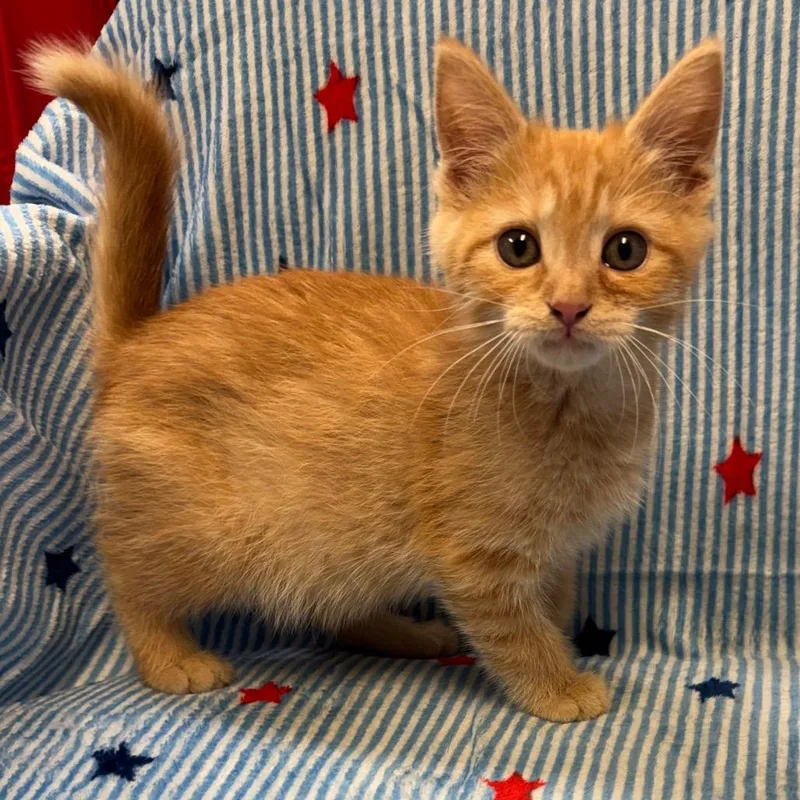 A baby small-sized male Orange / Red Domestic Medium Hair cat named Huey for adoption in Kittanning, PA