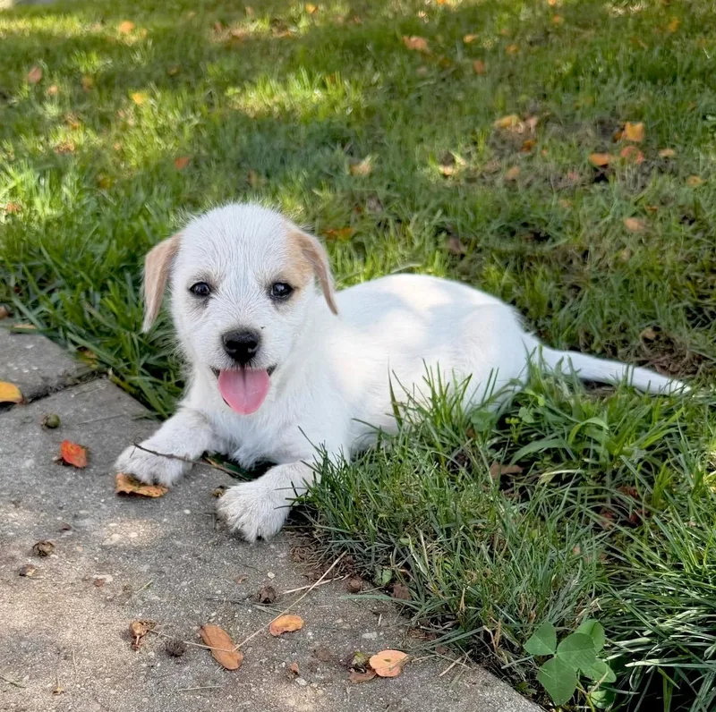Phoebe