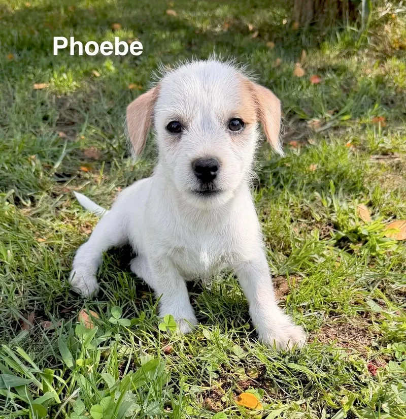 Phoebe thumbnail 4