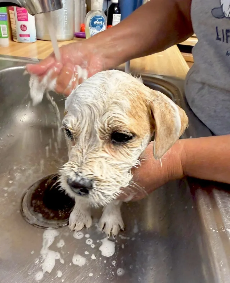 Phoebe thumbnail 5