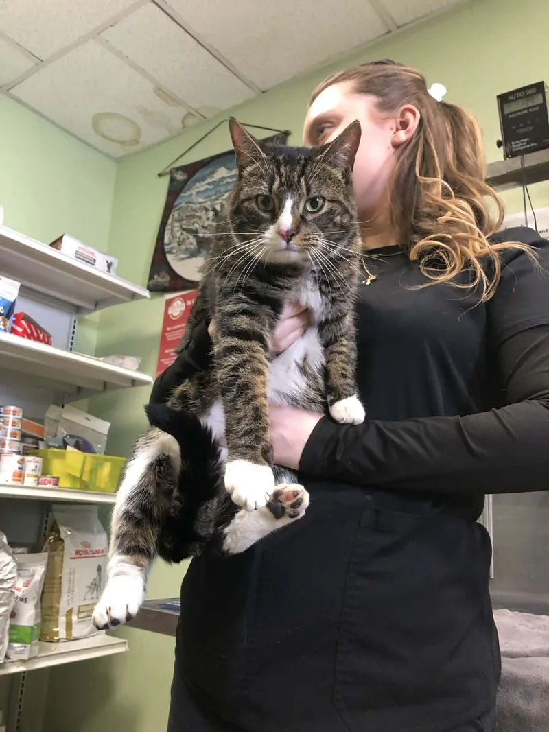 Georgie Porgie thumbnail 2