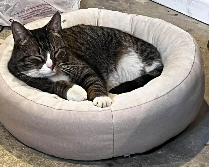 Georgie Porgie thumbnail 3