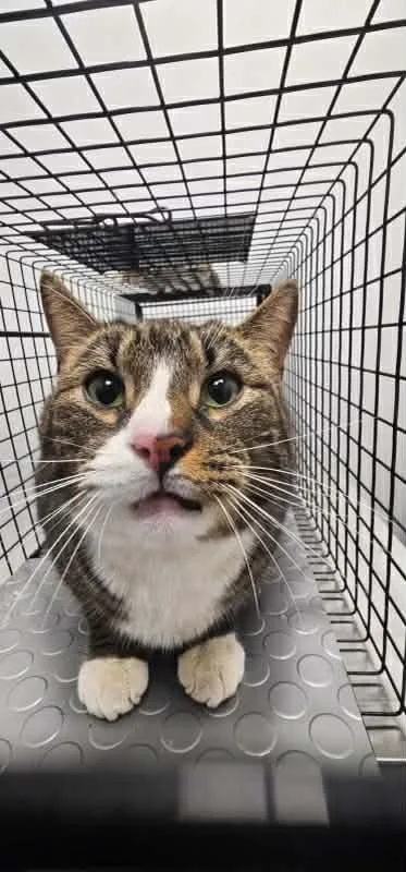 Georgie Porgie thumbnail 4