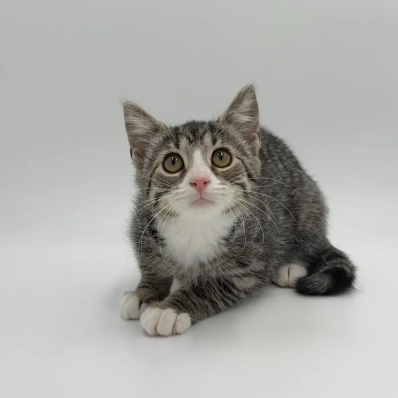 A baby medium-sized female Domestic Short Hair cat named Glirby for adoption in State College, PA