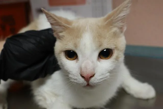A young medium-sized male Domestic Short Hair cat named Snowballs for adoption in Columbia, SC