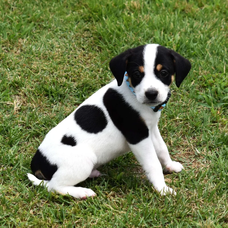A baby medium-sized male White / Cream Mixed Breed dog named Aj for adoption in Searcy, AR