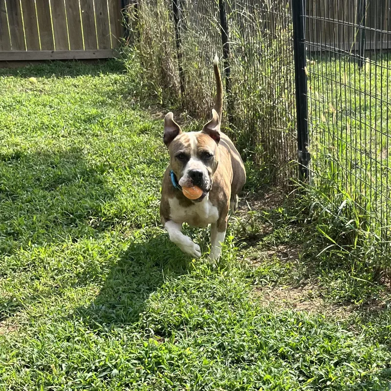 An adult large-sized male Brindle Boxer dog named Saint for adoption in Willis, TX