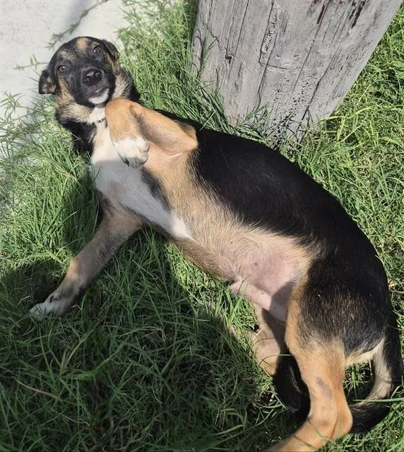 A young medium-sized male German Shepherd Dog dog named Churro for adoption in San Antonio, TX