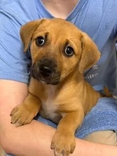A baby small-sized female Mountain Cur dog named Layla for adoption in Rutherfordton, NC