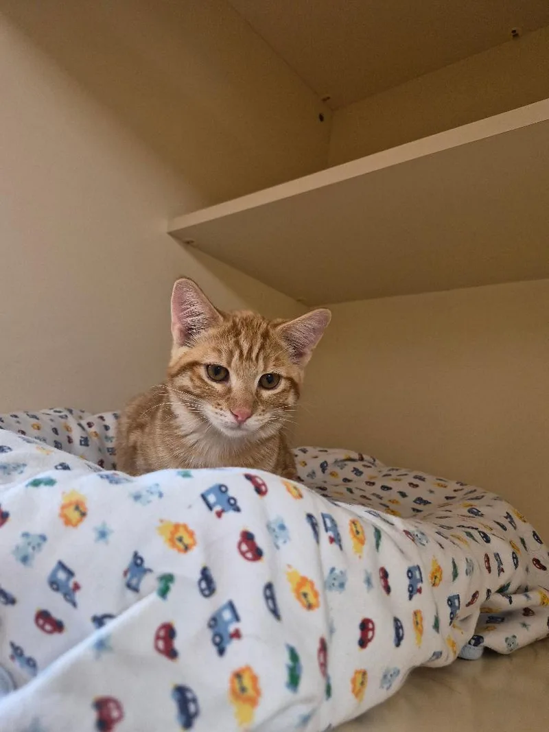 A baby small-sized female Orange / Red Domestic Short Hair cat named Mochi for adoption in Hays, KS