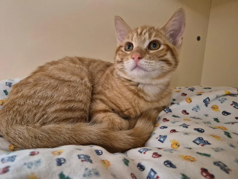 Mochi thumbnail 3