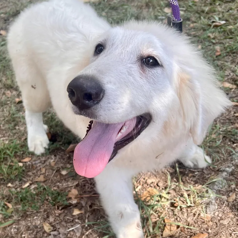 A baby large-sized female White / Cream Great Pyrenees dog named Truffle for adoption in Spring, TX