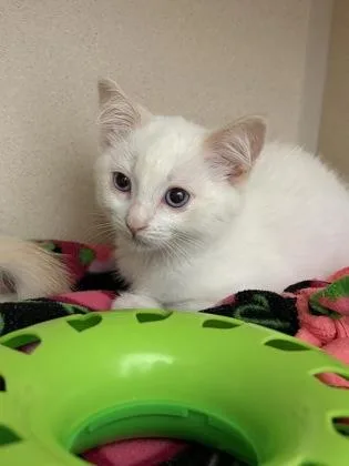 A baby medium-sized male Domestic Short Hair cat named Ghost Pepper for adoption in Sacramento, CA