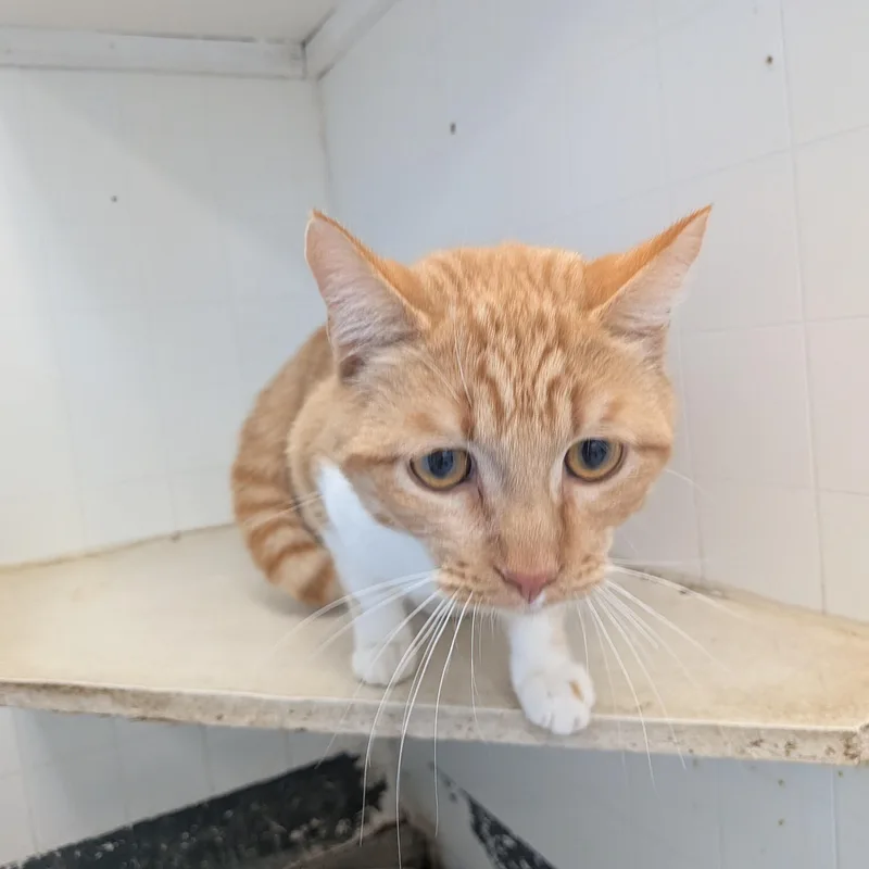 A young medium-sized male Orange & White Domestic Short Hair cat named Sunny for adoption in Hermiston, OR