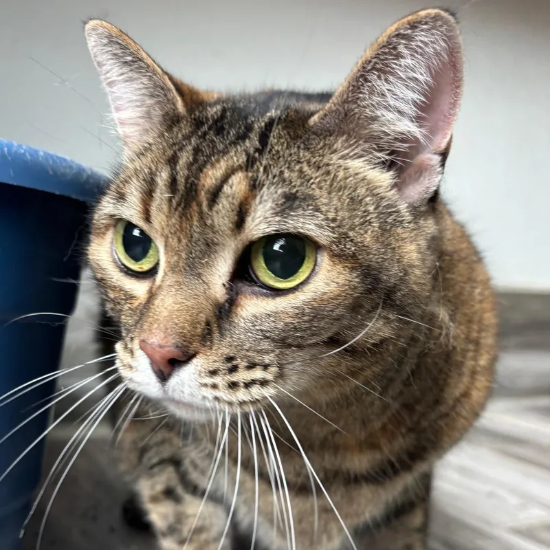 A senior large-sized female Brown / Chocolate American Shorthair cat named Cinnamon for adoption in West Des Moines, IA