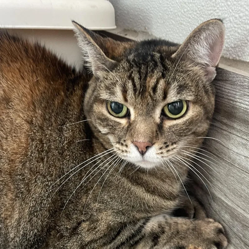 Cinnamon thumbnail 2