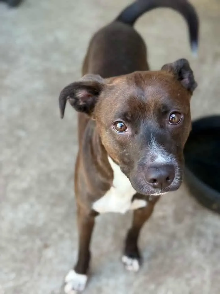 An adult medium-sized male Brown / Chocolate Pit Bull Terrier dog named Pez for adoption in Chicago, IL
