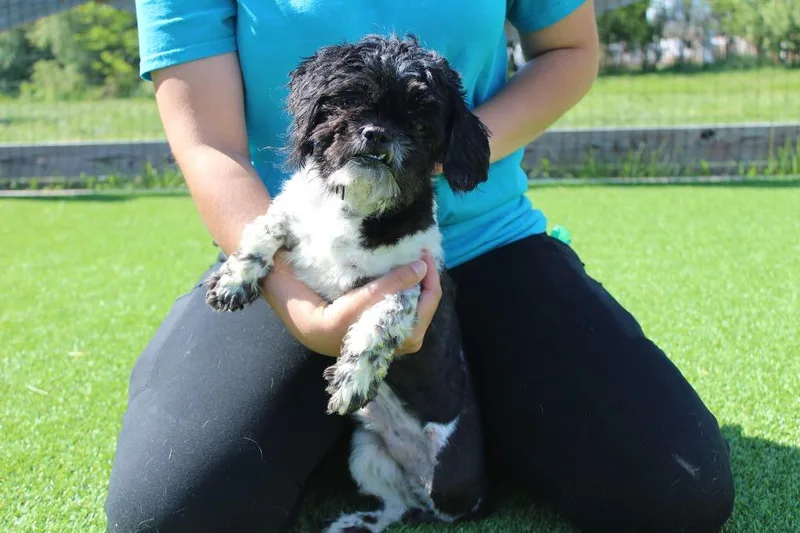 A young small-sized male White / Cream Shih Tzu dog named Uptown Funk for adoption in Chestertown, MD