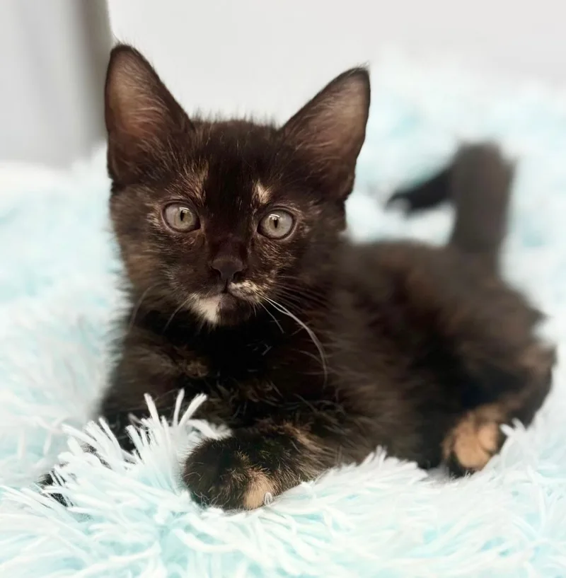 A baby medium-sized female Brown / Chocolate Tortoiseshell cat named Snuggie for adoption in Covington, LA