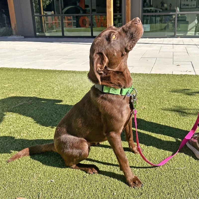 An adult medium-sized female Mixed Breed dog named Meeka for adoption in Hailey, ID