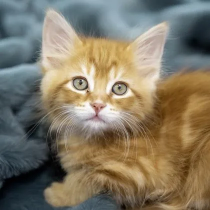 A baby small-sized male Domestic Medium Hair cat named Bisque for adoption in Camano Island, WA