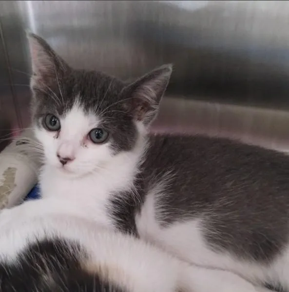 A baby small-sized male Domestic Short Hair cat named Sam for adoption in Alameda, CA