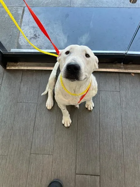 An adult large-sized female Mixed Breed dog named Marshmallow for adoption in Dallas, TX