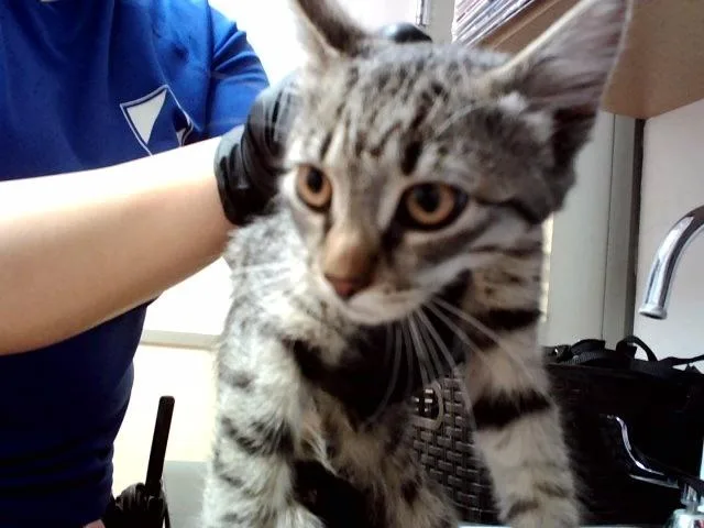 A baby small-sized female Domestic Short Hair cat named Bella for adoption in Martinez, CA