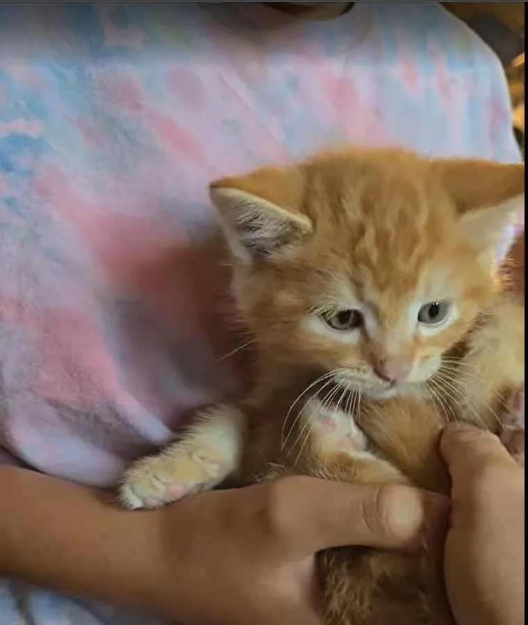A young small-sized male Tabby (Orange / Red) Domestic Short Hair cat named Minho for adoption in Pacifica, CA