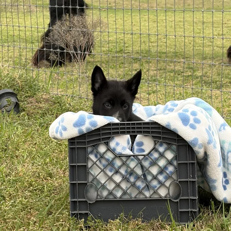 A baby medium-sized male Black Shepherd dog named Bogart for adoption in Ennis, TX