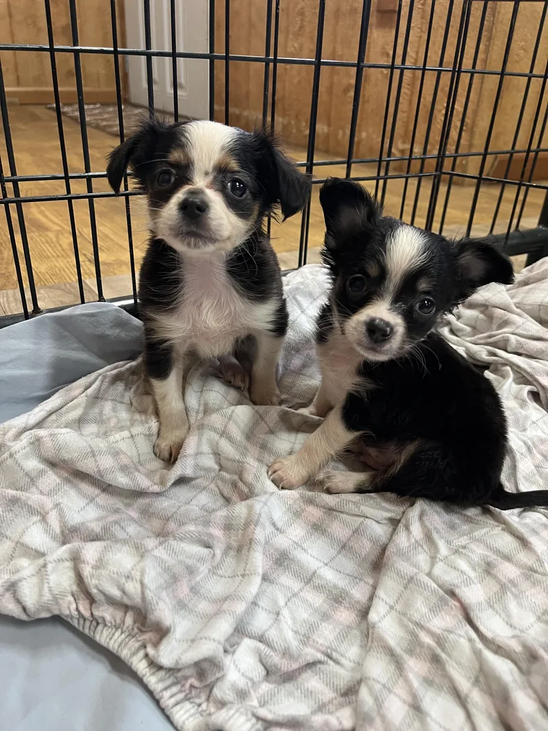 A baby small-sized male Black Chihuahua dog named Chihuahua Babies for adoption in Marlton, NJ