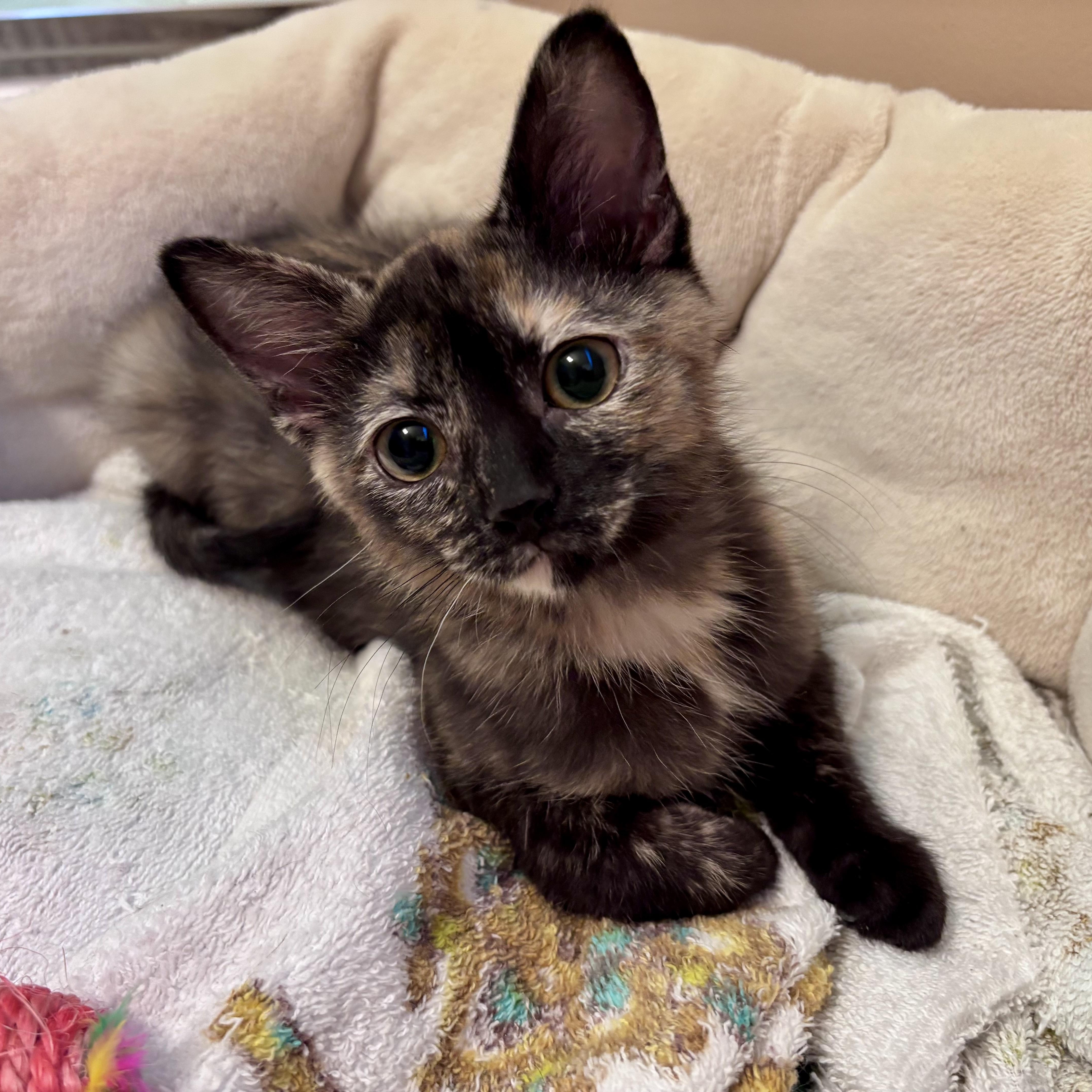 A baby medium-sized female Tortoiseshell Domestic Short Hair cat named Olive  Best Friends for adoption in West Jefferson, OH