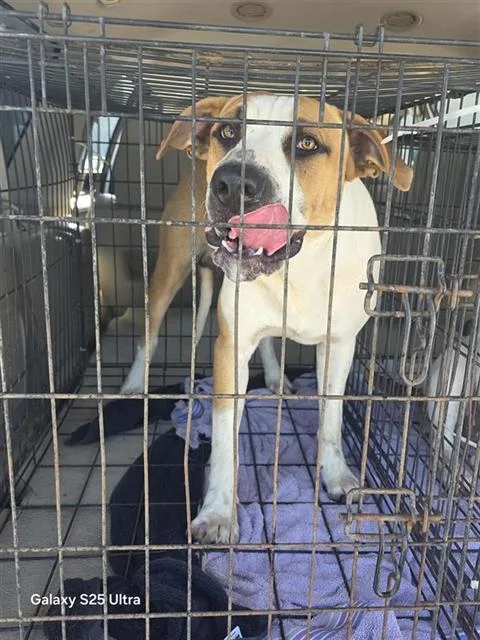 A young large-sized male Hound dog named Chop for adoption in San Antonio, TX